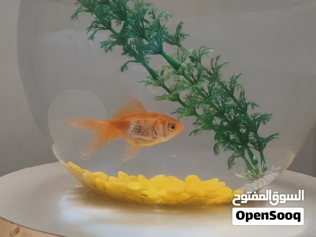 حوض سمك قولدن فش