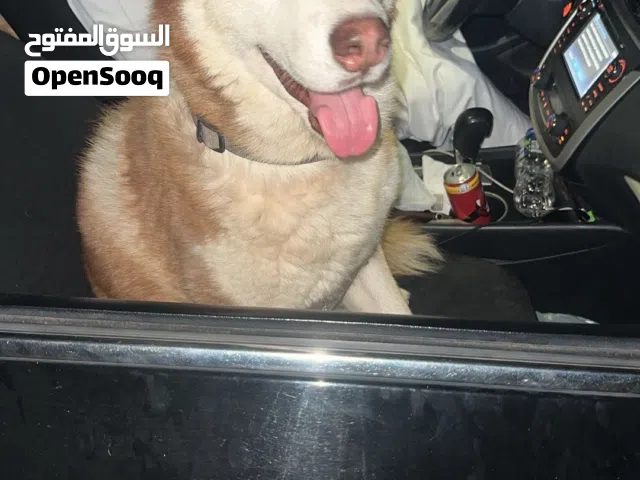 هاسكي مالموت