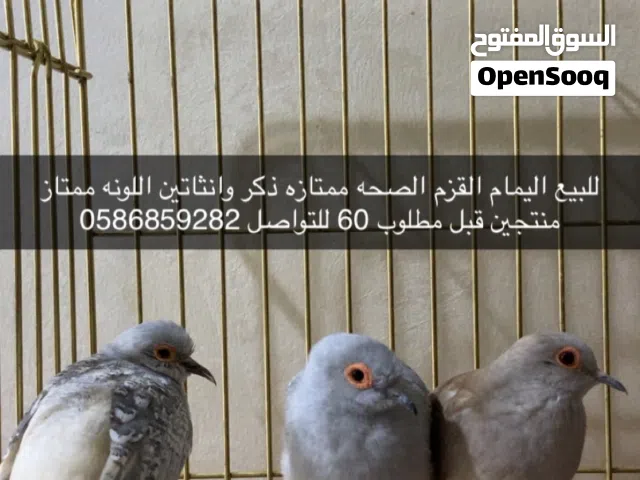 اليمام القزم منتج انتاج فنان