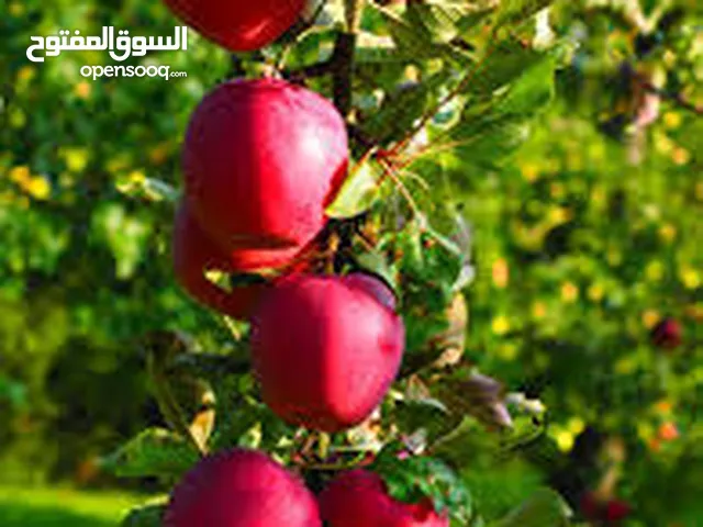تفاح طازج عالي الجودة للبيع بسعر ممتاز