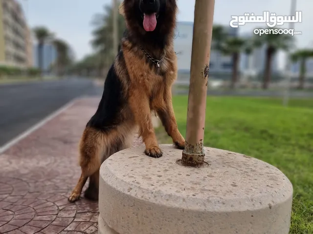 For Sale: Trained Female German Shepherd – Show Line, Long Hair للبيع: أنثى جيرمن شيبرد مدربة ومميزة