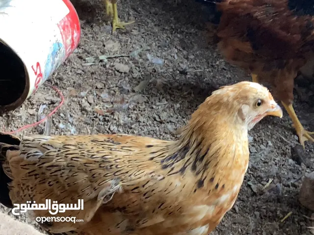 دجاج تهجين عماني فرنسي