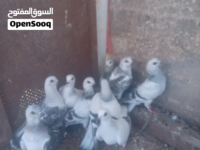 حمام جواز للبيع