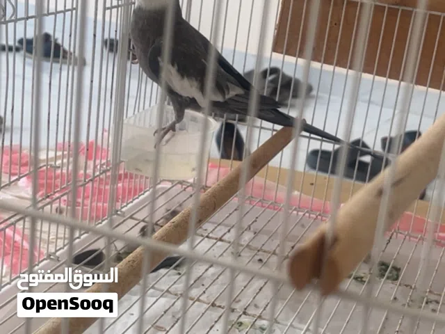 ببغاء كوكتيل