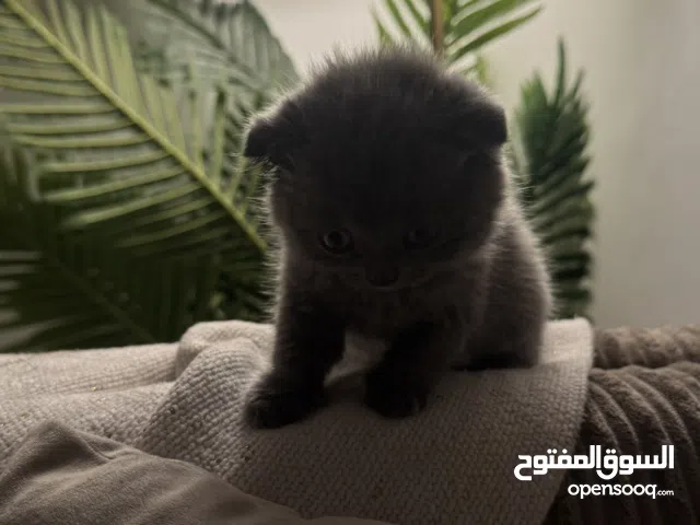 قطه سكوتش فولد