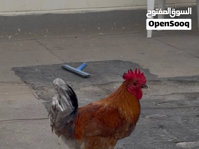 fighter hen and rooster