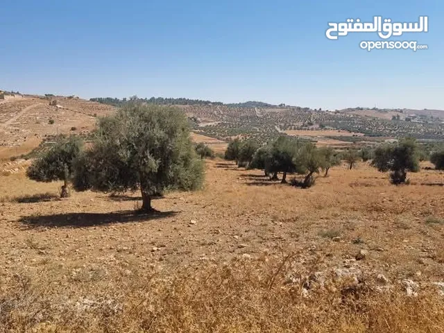 #ارض زراعية مساحة 8620م في منطقة #نادرة على الشارع الرئيسي مباشرة