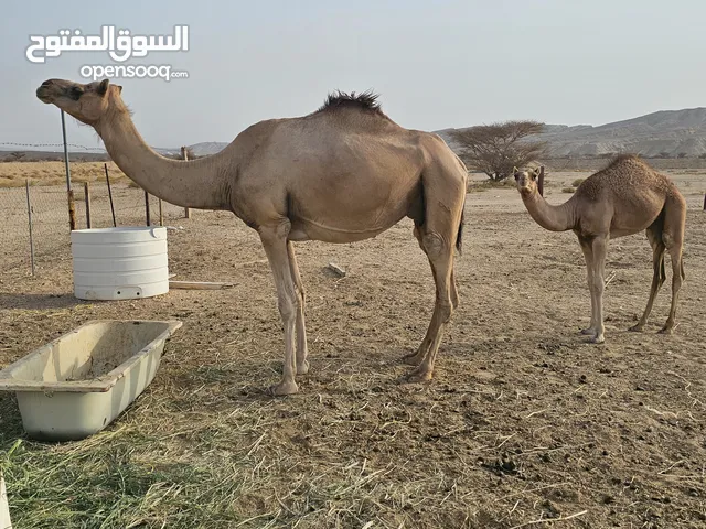 ناقة عمانية باطنيه مع بكرتها عمر البكرة خمس شهور
