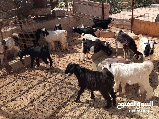 بسم الله توكلنا على الله يوجد لدينا 5 جديان معاهم 8 عنايق مع بعض 13 للبيع 550 دينار الواحد