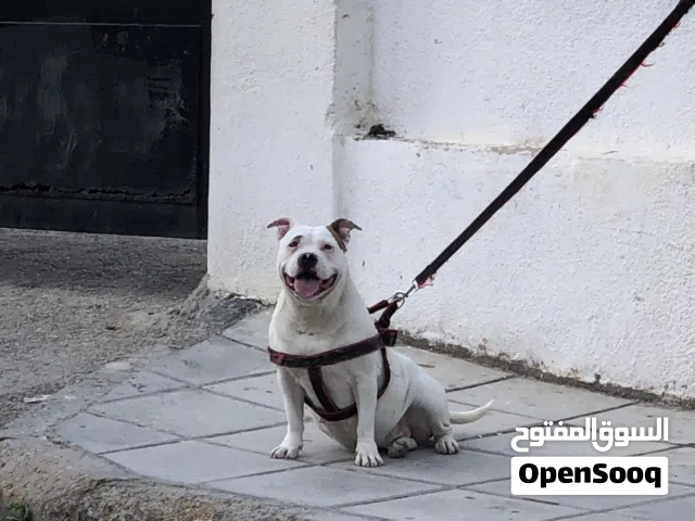 كلب بيتبول مركان