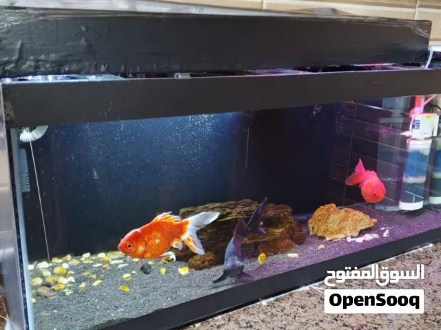 حوض اسماك واغراضوا كل اشي وسمكو للبيع