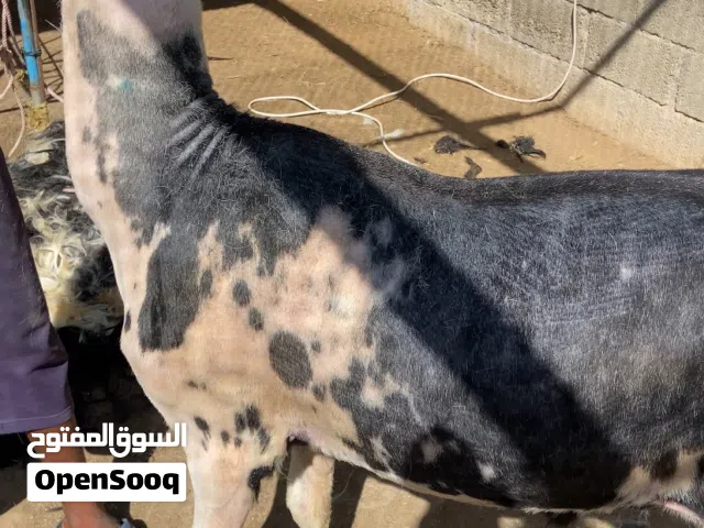 خدمة حلاق الاغنام