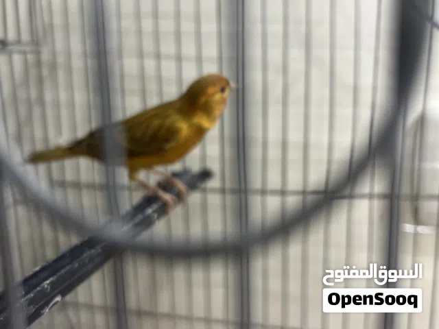 عصافير كنار