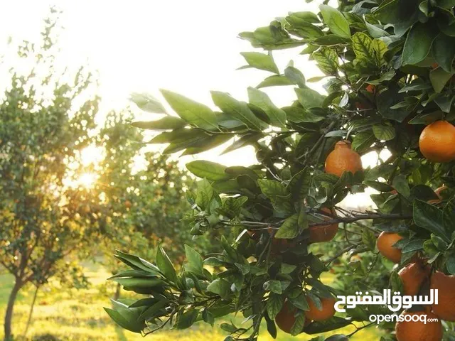 Farm Land for Sale in Tripoli Al-Serraj