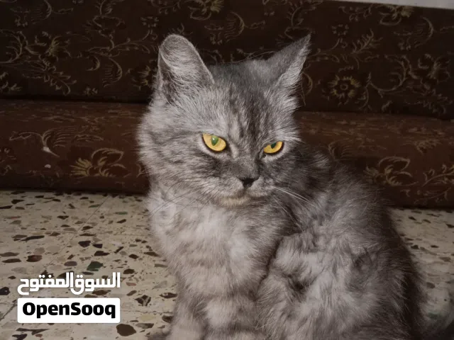 قطة شيرازي فارسي للبيع وحامل بشرط عدم تعذيب الأطفال لها