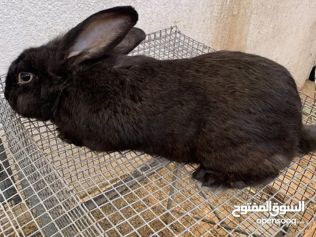 ذكر ارنب ربي يبارك
