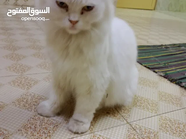 قطة شيرازية