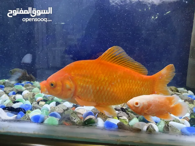 تك كولد فش عملاق