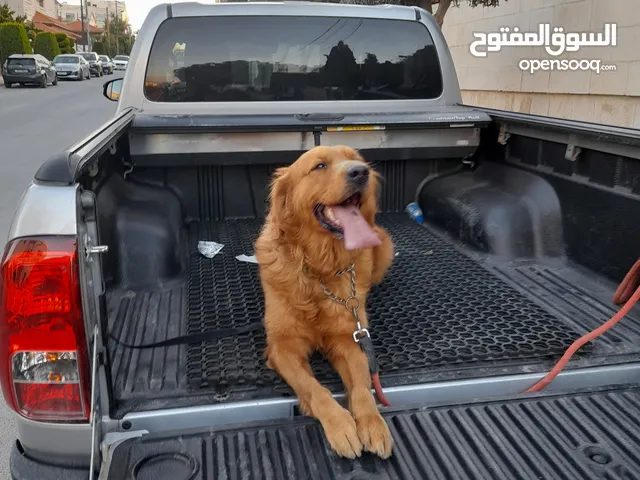 مطلوب كلبة جولدن للتزاوج في أسرع وقت