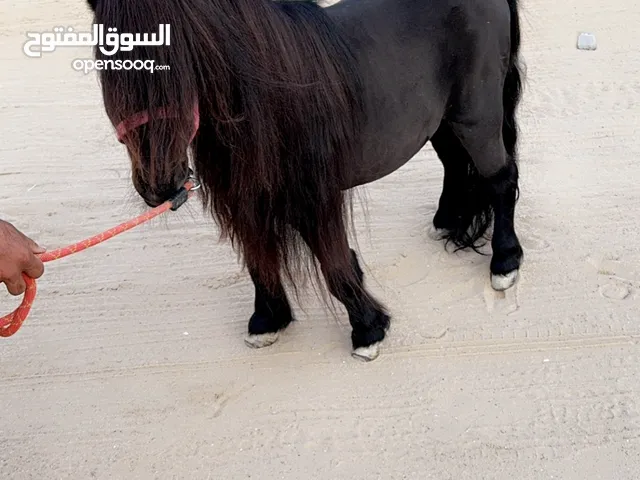 بوني فحل اسود سيسي مع حنطور سندريلا جديد