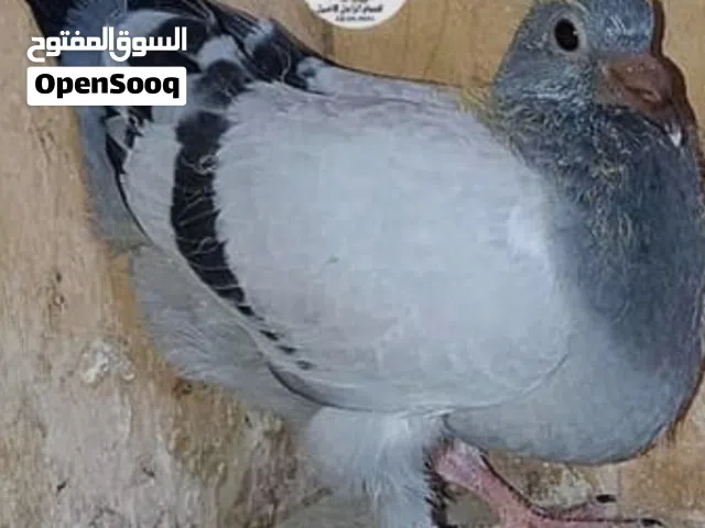 زغاليل للبيع
