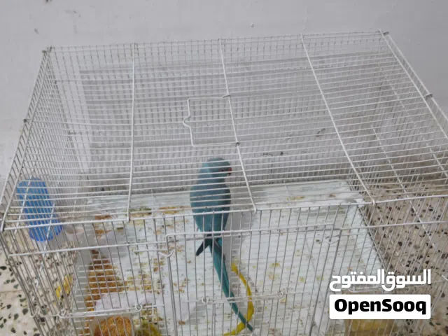 a 2year old ringneck parrot blue colour rare spece femal