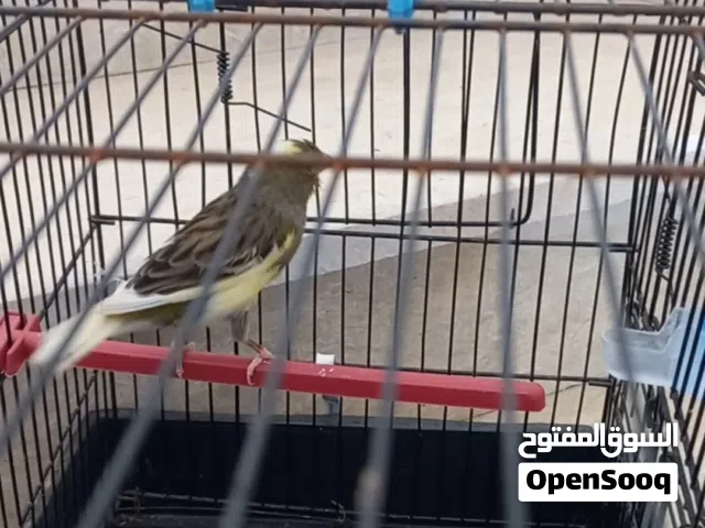 نتاية كناري واتية