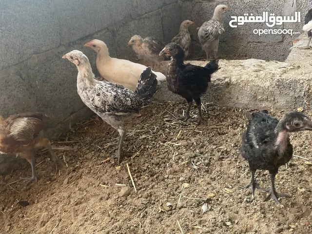 للبيع دجاج عماني تهجين فرنسي مختلف الاعمار