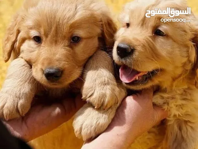 جـــــــراء جولدن مستوى عـــــالي ومميزه للعائله