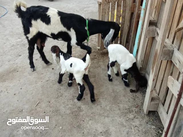 السلام عليكم اقرا الوصف