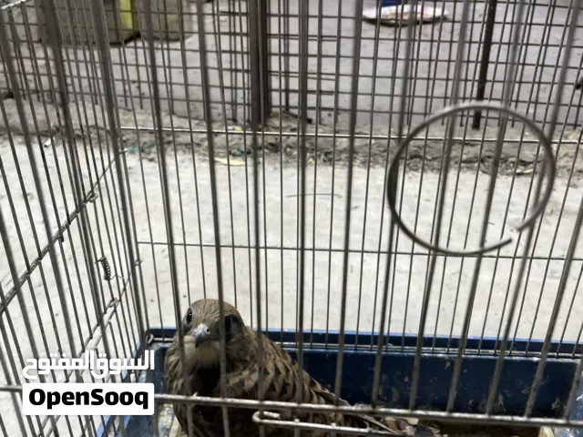 طير صقيري فرخ (جديد )ذكر للبيع بسعر 30