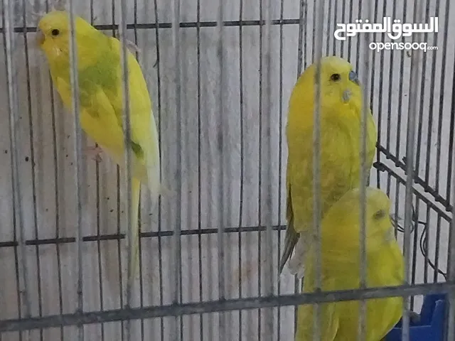 متوفر اربع طيور حب بسعر حرق اقرأ الوصف  ااااااااااااااااااااااااااااااااااااااااااااااااااااااا
