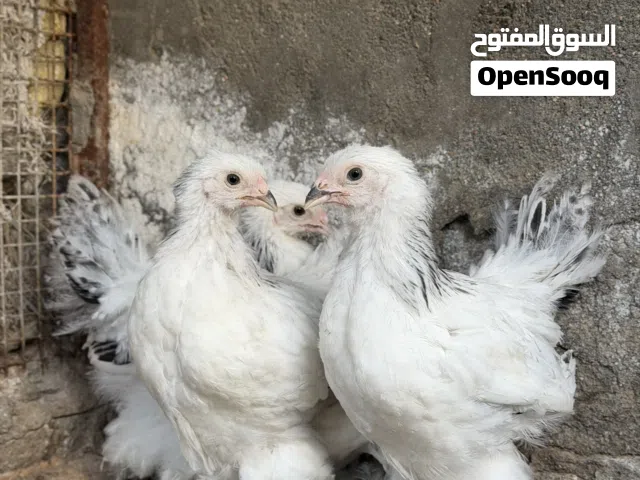 افراخ دجاج براهما دكتورة ترمي خط اول