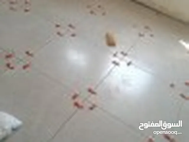 معلم سيراميك مصري لتركيب جميع انواع البلاط والرخام بورسلان باركيه كيشاني