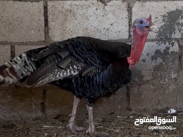 طقم حبش بلدي 4 فرخات و ديك