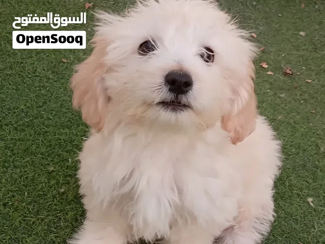 Maltese puppy for sale