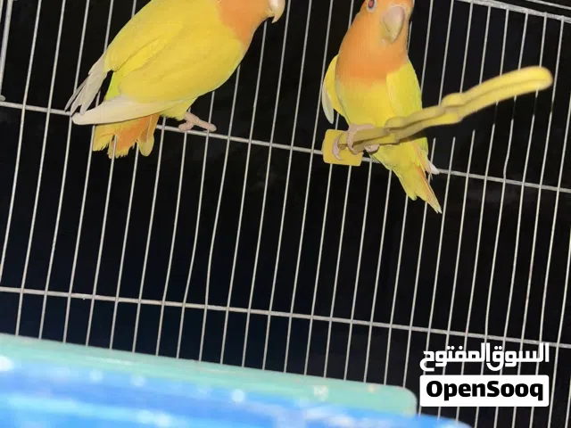 عصافير بركديلو كوبيا مضمونه اورنج تحت فرخين