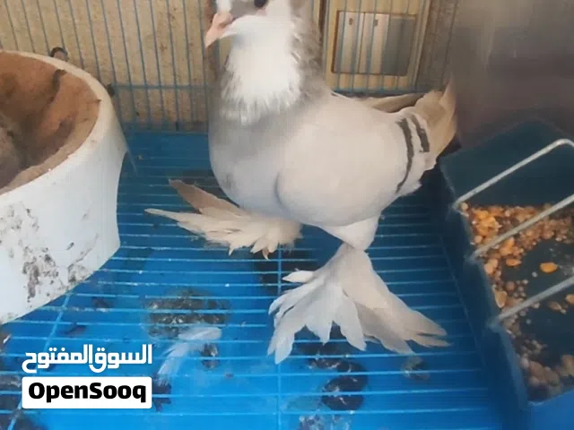 تك نثيه گورنك
