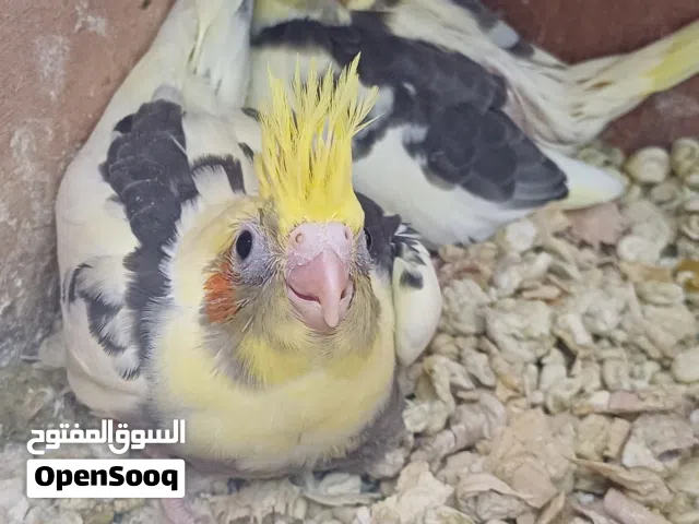 كوكتيل للترويض