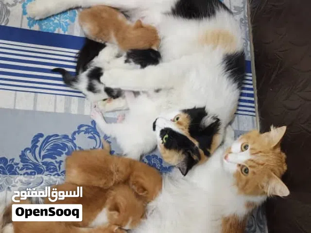 مجموعه من القطط معروضه للتبني لشخص يخاف الله فيهن