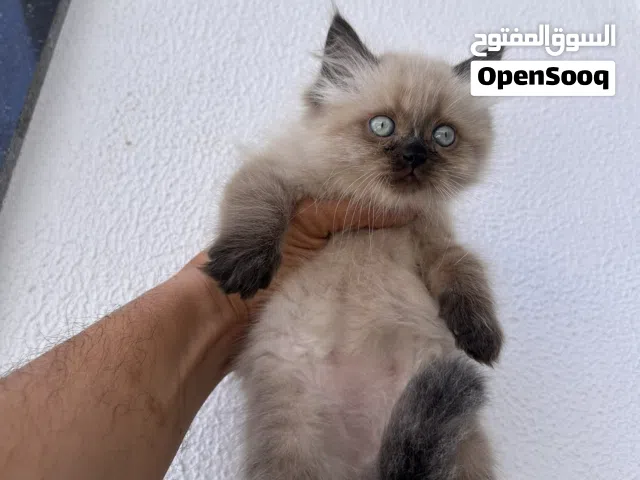 قط همالايا ذكر عمر 45 يوم مكان عين زارة اربعة شوارع زويتة