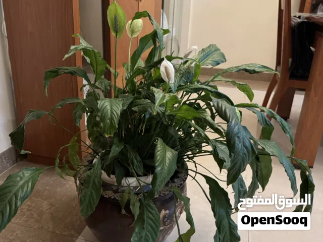 Peace Lily Indoor plant with ceramic pot