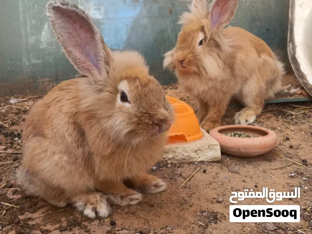 السلام عليكم ، كوبية ربي بارك . أرنب رأس الأسد (Lionhead Rabbit)