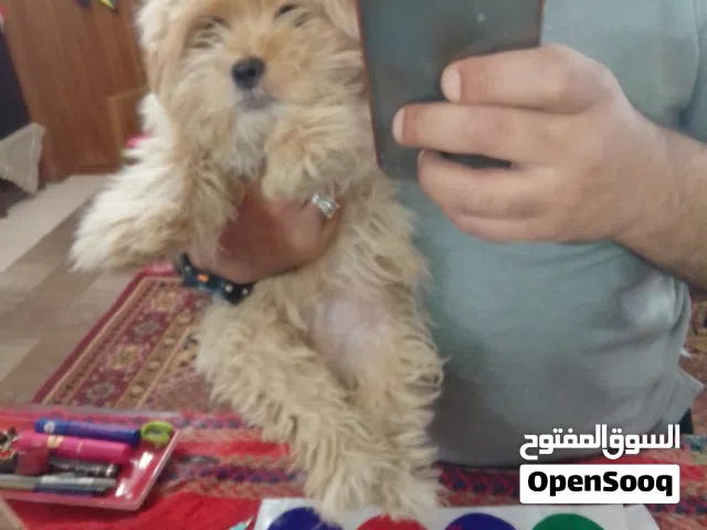فرينش تيرير