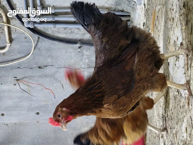 French chicken for sale