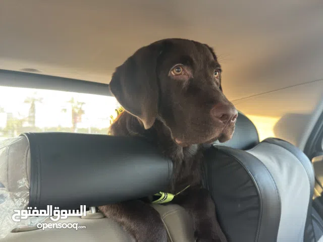 لابرادور ريتريفر 7 شهور ومعاه الباسبور ومطعم كل التطعيمات ومدرب