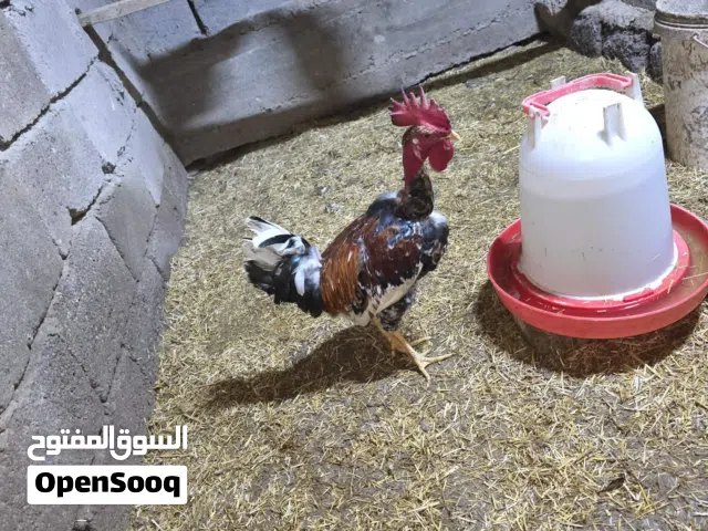 دجاج عرب ابو ركيب