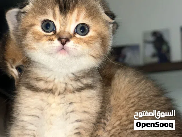 قطط جولدن سكوتش فولد وستريت