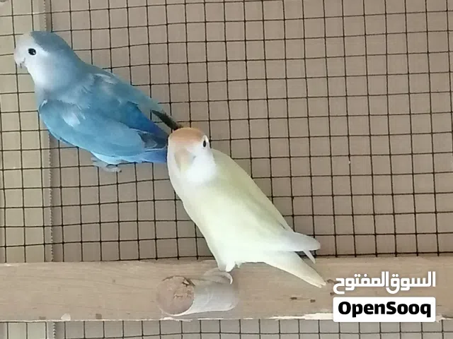 طيور غندور منتجات