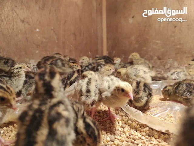 كتكوت سمان